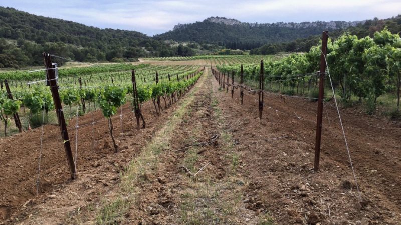 Journey to the heart of the vineyard