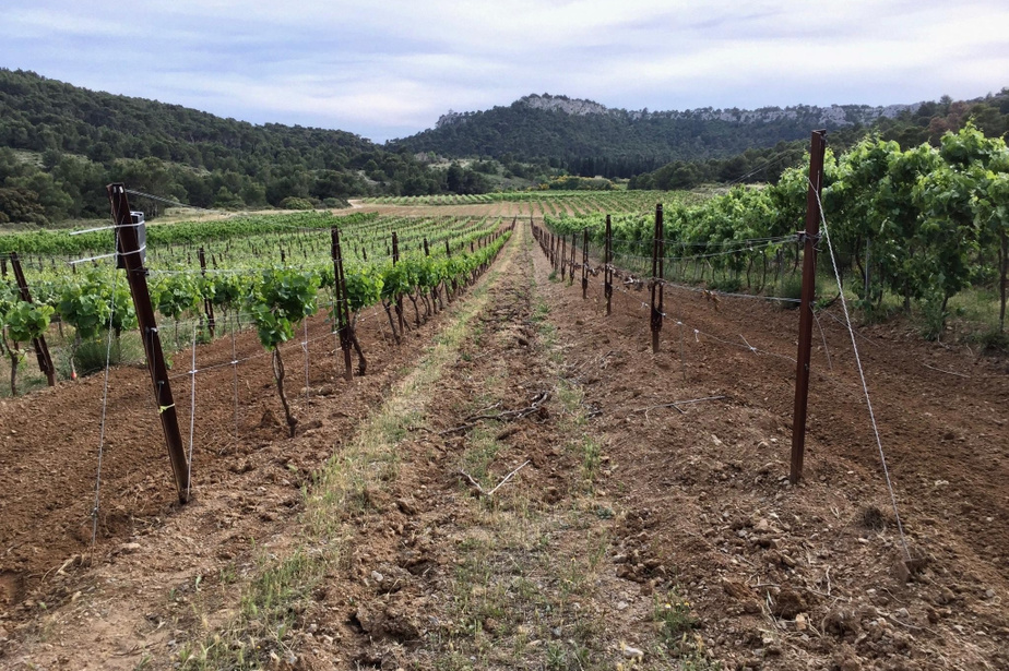 vineyard Journey to the heart of the vineyard