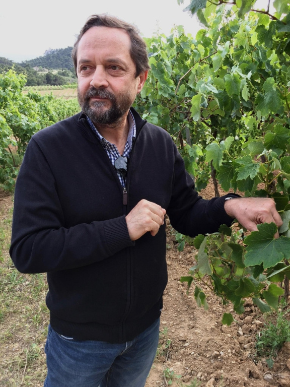 vineyard vineyard